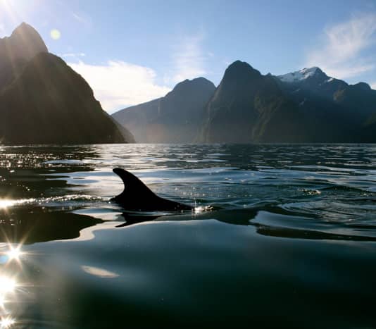 Dolphin fin in Milford Sound waters with mountainous background and sun reflections. Credit: Cheeky Kiwi Travel