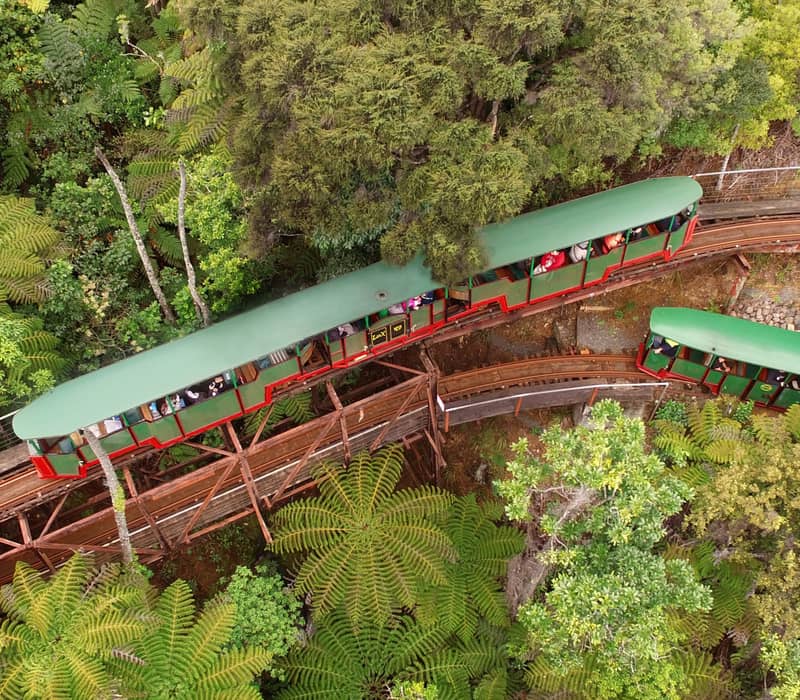 A green train traveling on curved tracks through dense forest with lush tree ferns and passengers aboard. Credit: Pure Discoveries