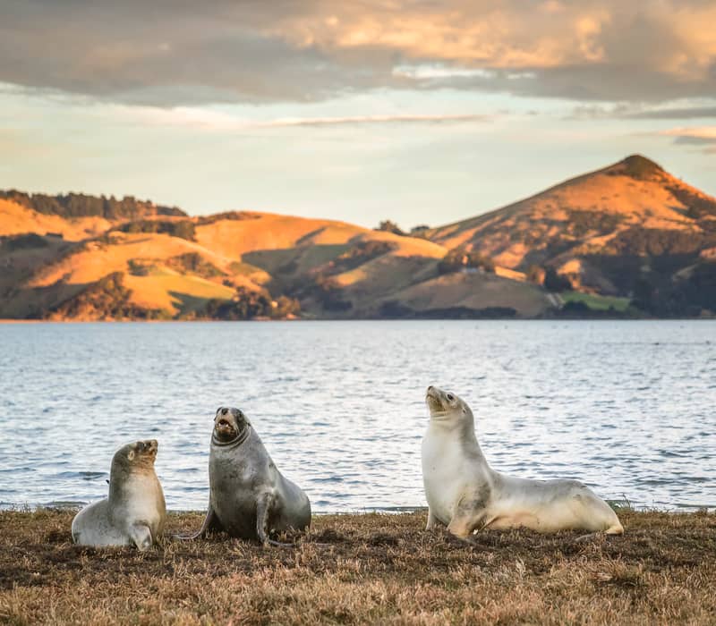 Credit: 100% Pure New Zealand - Miles Holden