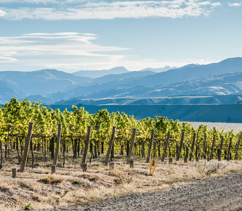 Rows of grapevines in a vineyard with mountains and blue sky in the background. Credit: Appellation Wine Tours