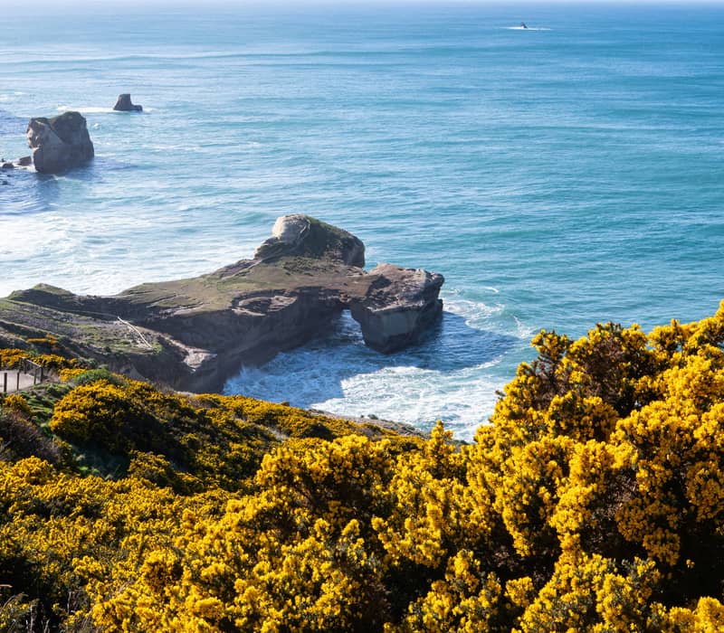 A high-angle view looking down at a natural rock arch on Tunnel Beach with rolling turquoise waves, framed by bright yellow gorse bushes in the foreground. Credit: Tonia Kraakman - Unsplash