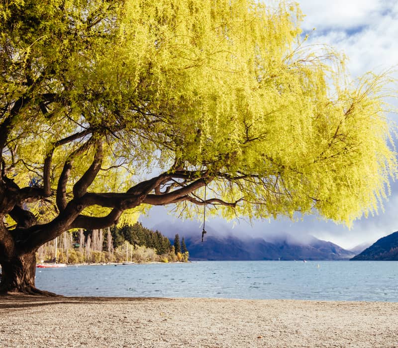 A large willow tree with bright yellow-green leaves leaning over a fine gravel beach along Lake Whakatipu in Queenstown. Credit: Shutterstock