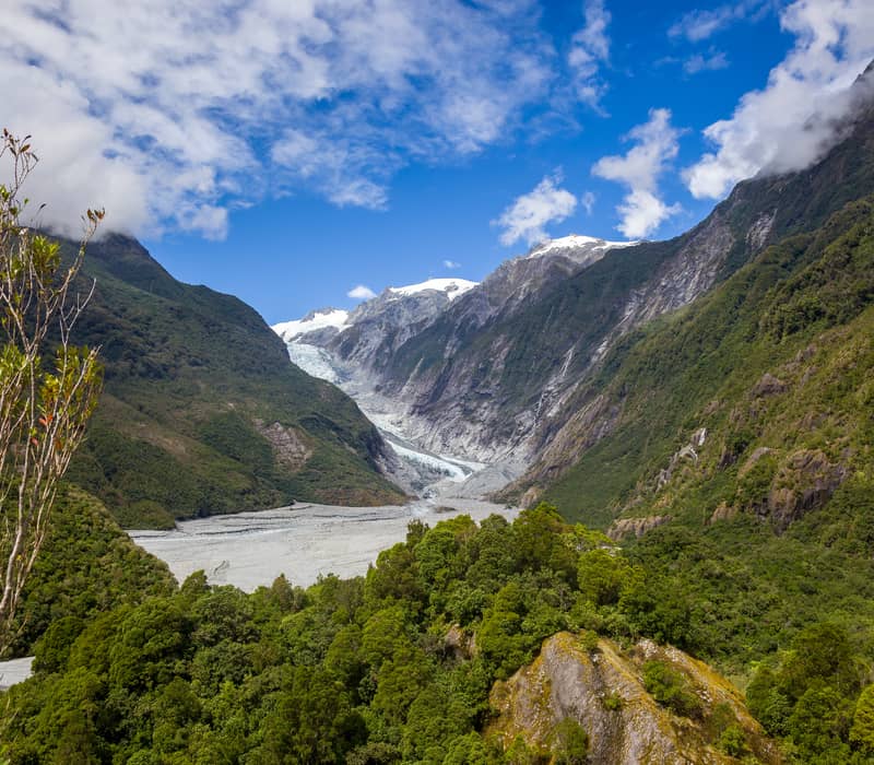 A sunny, slightly more elevated landscape view of the Franz Josef Glacier valley, featuring a prominent, bright green shrub in the foreground, with the massive, ice-filled valley leading up to snow-capped mountain peaks under a vibrant blue sky with fluff
