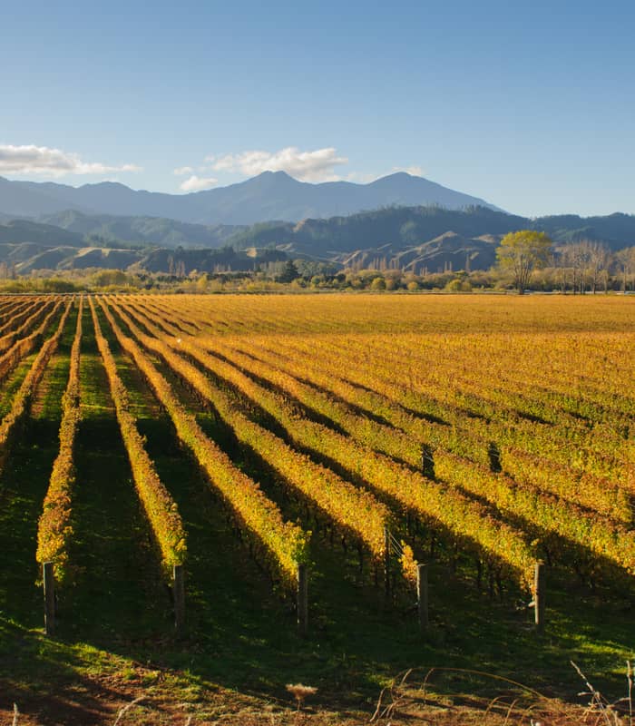 In the foreground there is lots of rows of a vineyard with a blue sky and mountains in the background Credit: Otago Vineyard