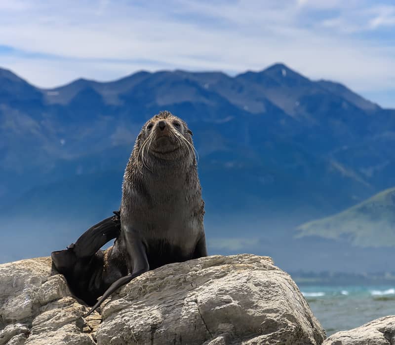 Seal sitting on a rock near Kaikoura Credit: New Zealand Fine Touring