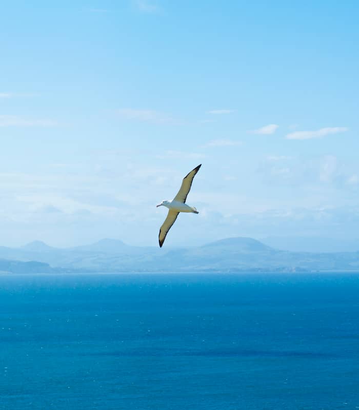 Albatross flying over ocean Credit: Dunedin NZ
