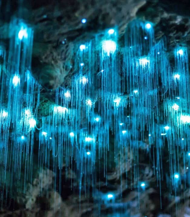 Thousands of luminescent blue glowworms light up vertical silk threads inside a dark limestone cave. Credit: Auckland & Beyond Tours