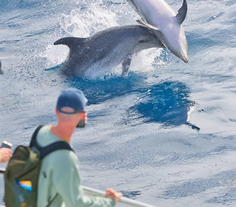 Dolphins jumping near Explore tour boat in the Bay of Islands.