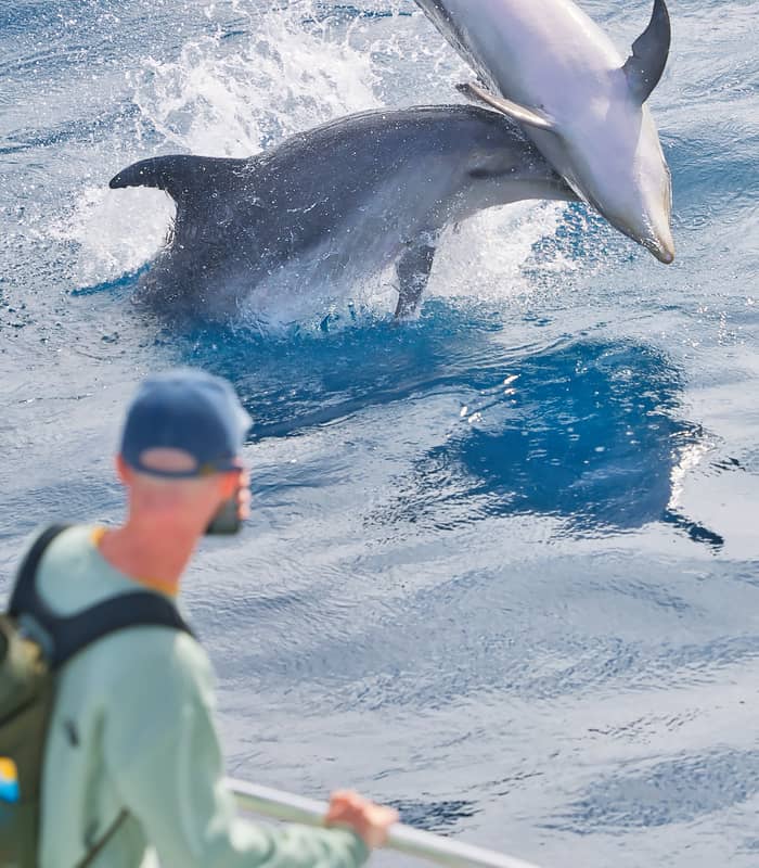 Dolphins jumping near Explore tour boat in the Bay of Islands.