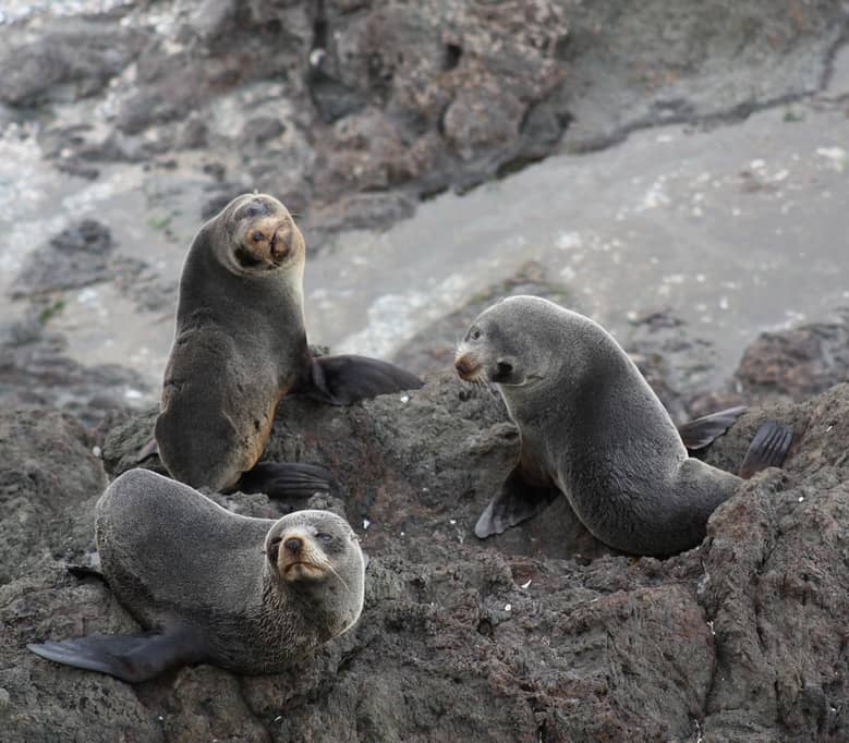 Seals resting on rocks along the Bay of Islands coastline.