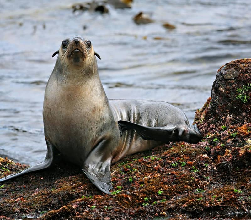Seal sitting on seaweed-covered rocks by the ocean on New Zealand's South Island.