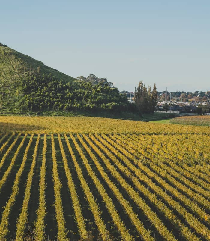 Rows of green vines in a vineyard with a hill and distant town under clear sky. Credit: Pure Discoveries