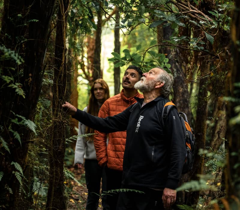 Three people hiking in a dense forest with a guide pointing at trees and plants. Credit: Real Journeys