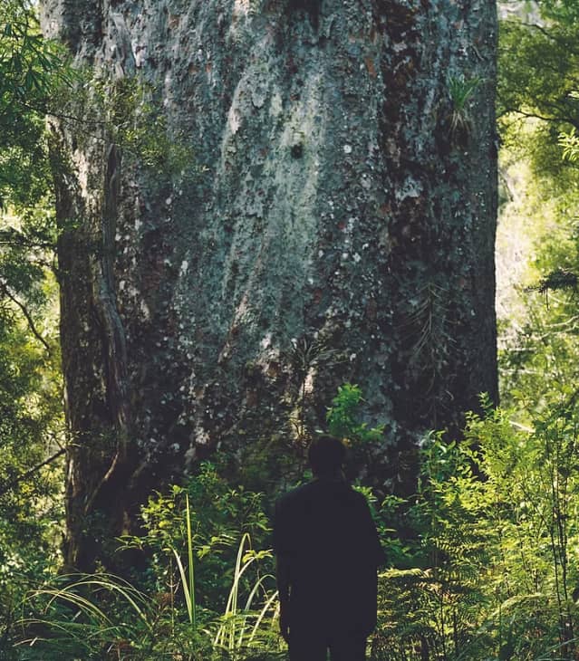 The silhouette of a person stands before the massive, towering trunk of a giant ancient Kauri tree in a lush green New Zealand forest. Credit: Footprints Waipoua