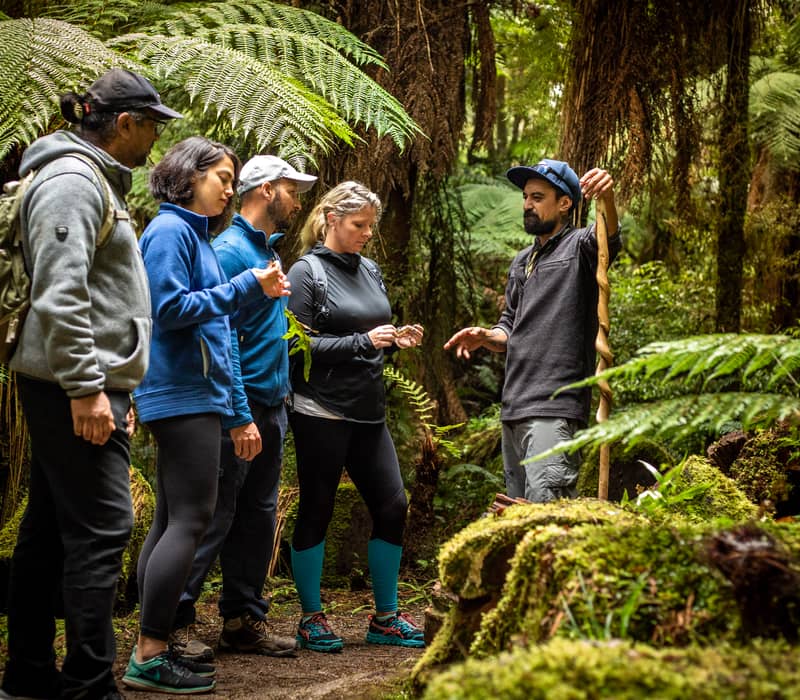 Group of hikers listening to guide during a nature walk in a dense green forest. Credit: Kohutapu Lodge