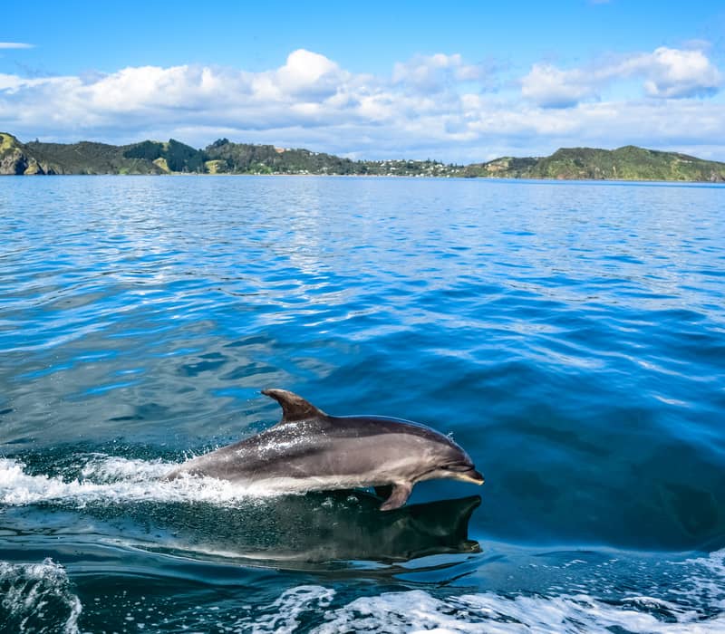 Dolphin swimming near coastline in blue ocean under partly cloudy sky Credit: Cheeky Kiwi Travel