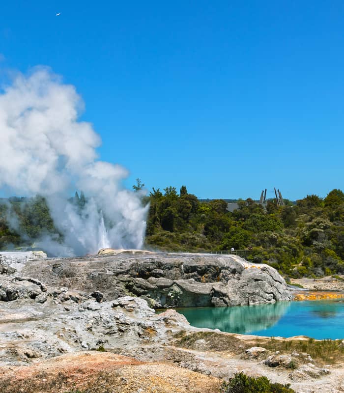 Geyser erupting with steam near blue hot spring and green forest under clear blue sky in New Zealand. Credit: Intrepid