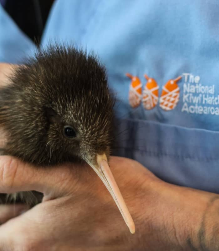 Close-up of person holding a kiwi bird hatchling at a kiwi hatchery. Credit: National Kiwi Hatchery - Rotorua