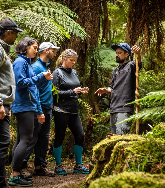 Group of hikers listening to guide on a forest trail surrounded by ferns and moss. Credit: Kohutapu Lodge