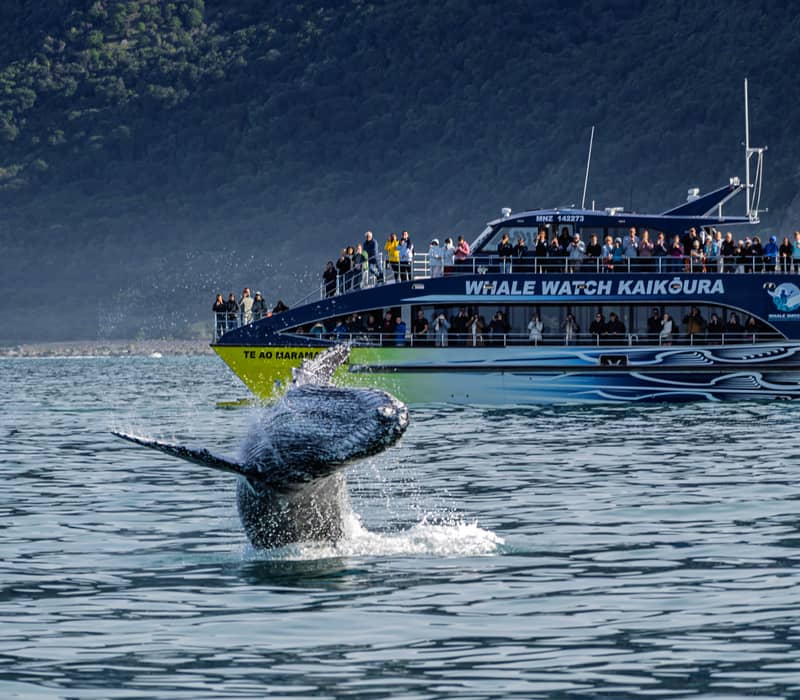 Tour boat with passengers watching a whale breaching in the ocean near a mountain coast. Credit: Whale Watch Kaikoura