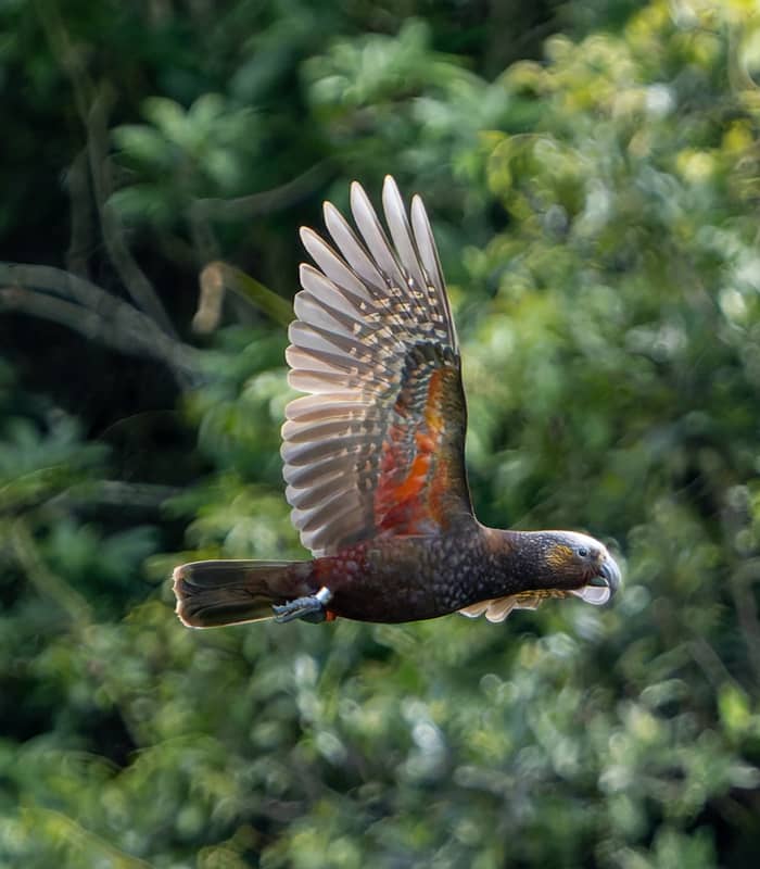 Kākā bird flying through dense green forest foliage at Zealandia sanctuary